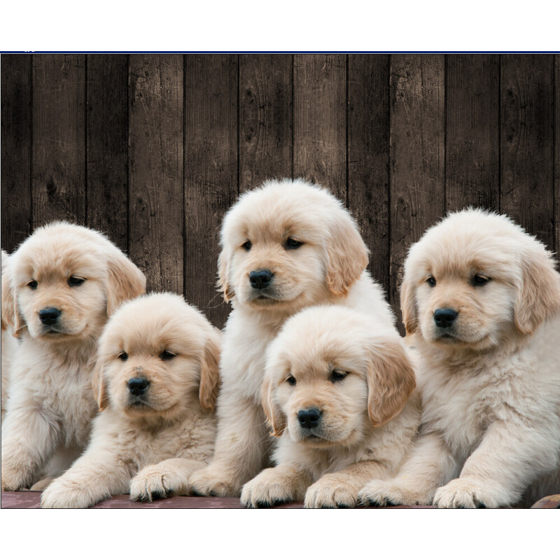 Home Linen Plaid imprimé "velours" Puppies 150x200 cm en 100% polyester
