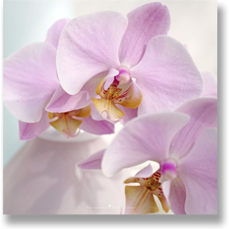 Tableau photo sur toile Orchidees Artmosphere